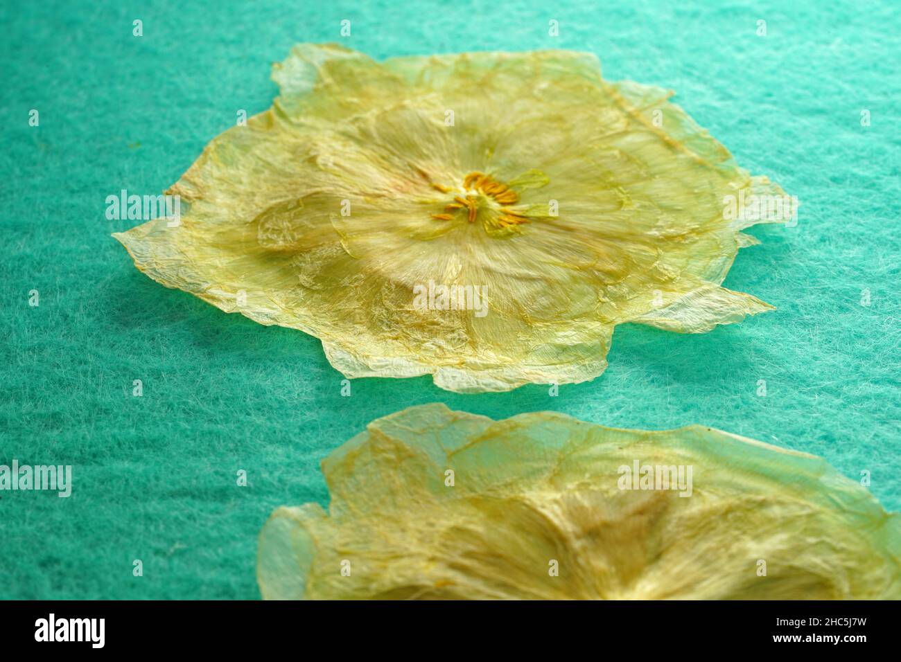 Preserved White Ranunculus Pressed dried flower green hi-res stock photography and images - Alamy