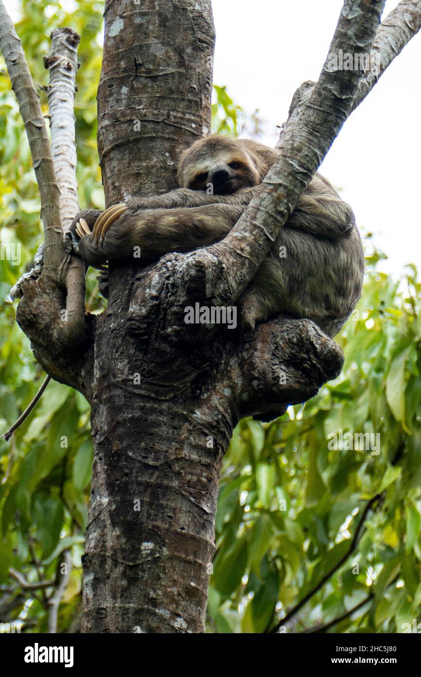 Three-toed Sloth (order Pilosa), tree-dwelling mammal noted for its slowness of movement. Stock Photo