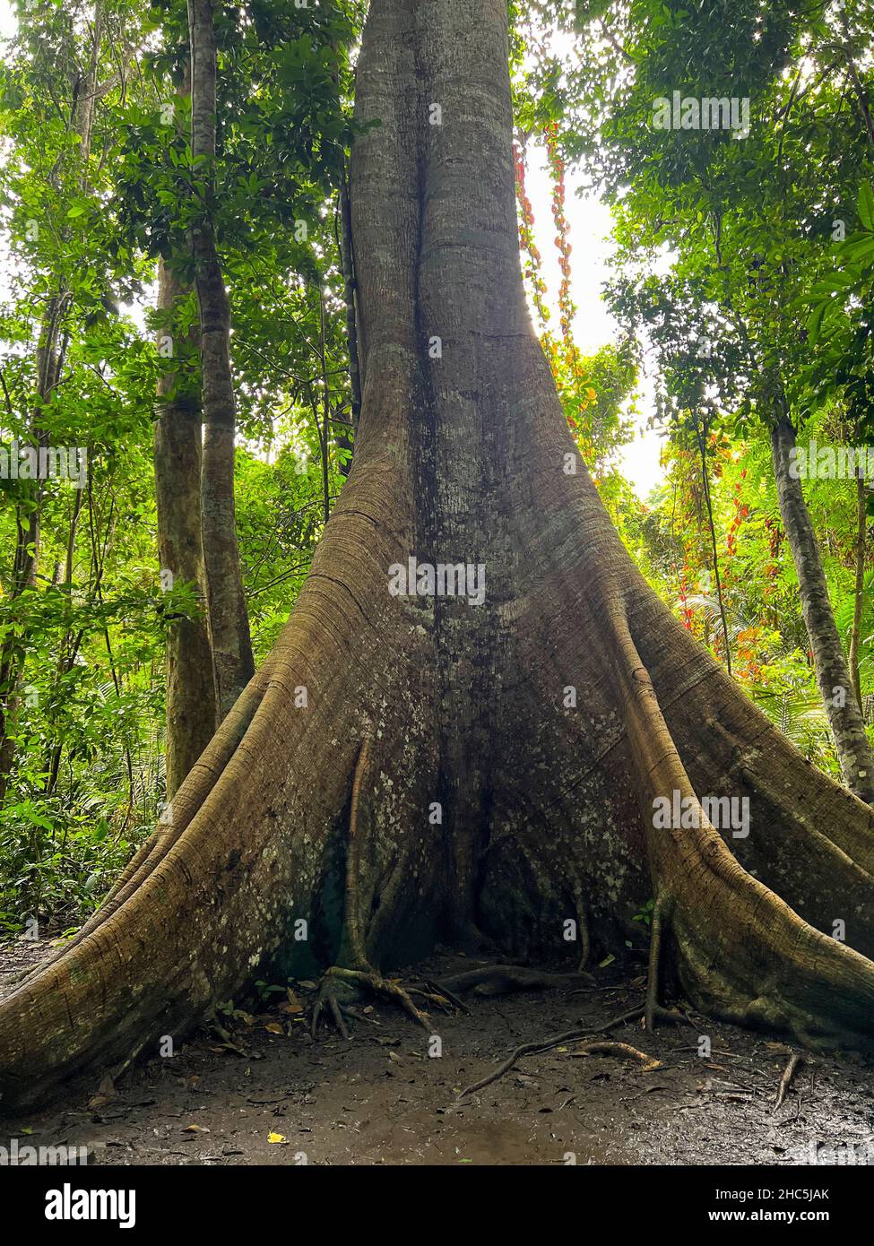 These are the Amazon trees that keep the cool. Typical amazon