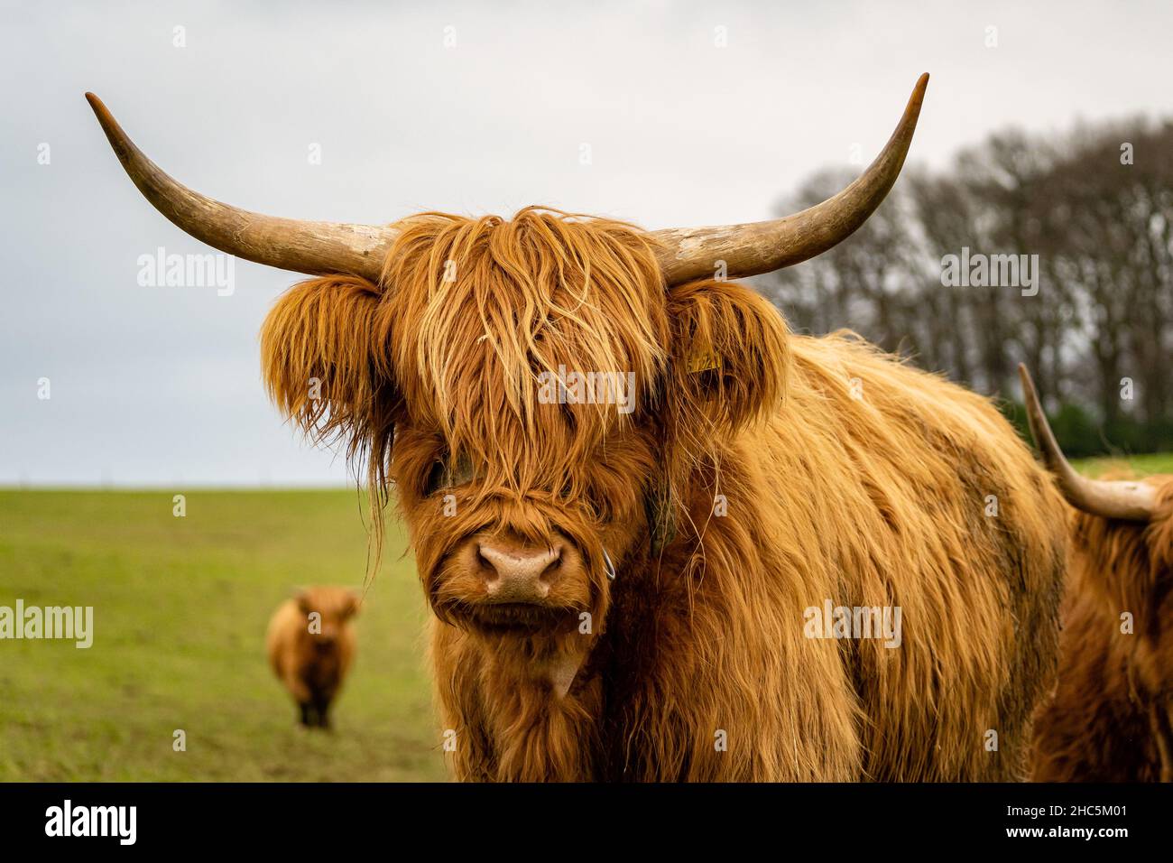 Highland cow standing hi-res stock photography and images - Alamy