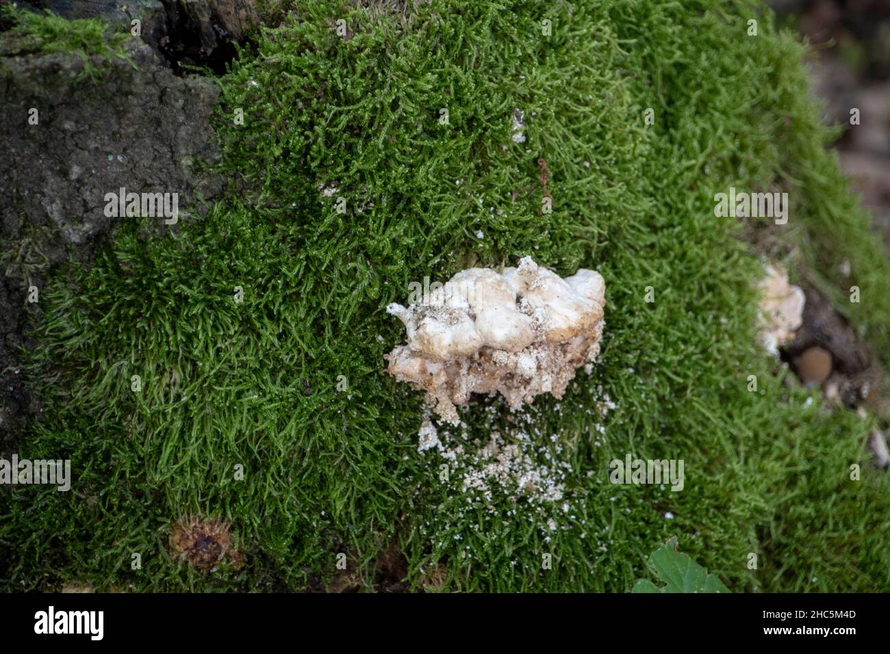 Landscape of Trametes mushroom in Wildpark in Kaiserslautern Stock Photo