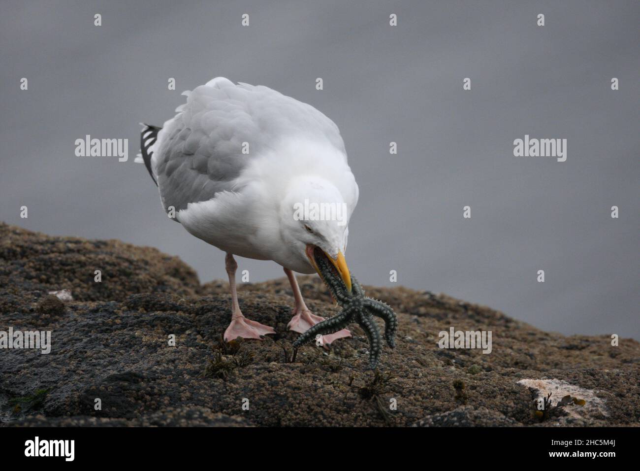 Whole mandible hi-res stock photography and images - Alamy