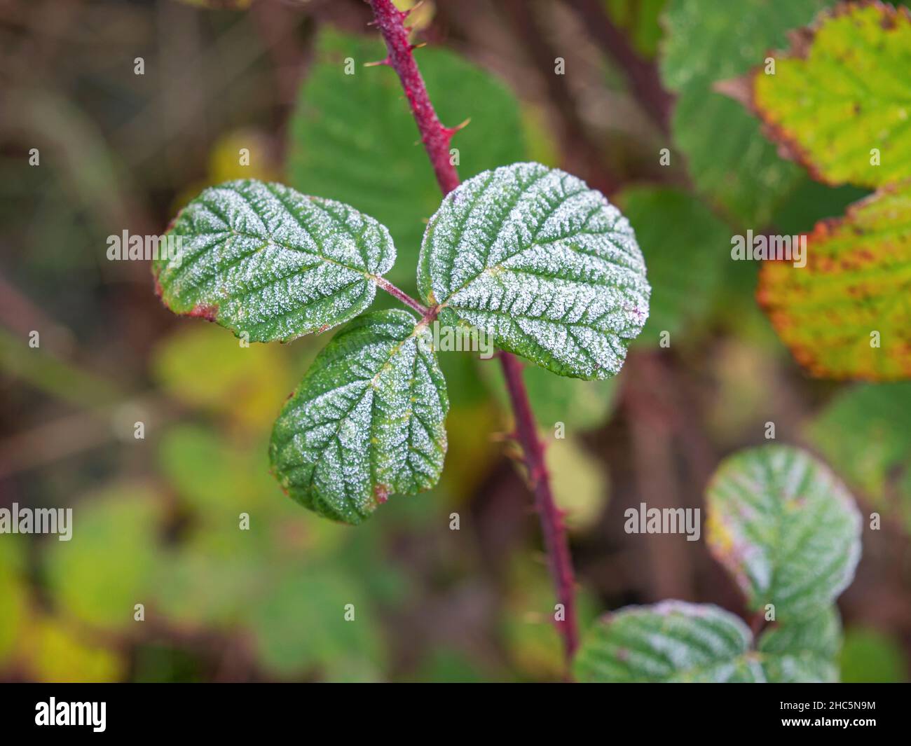 Frosty green leaves on a wild blackberry shrub Stock Photo