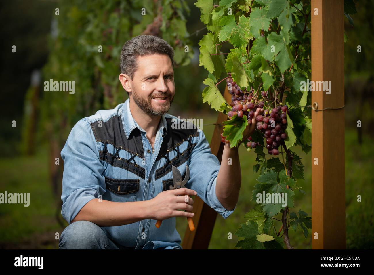 winegrower cutting grapevine with garden scissors, fruit Stock Photo