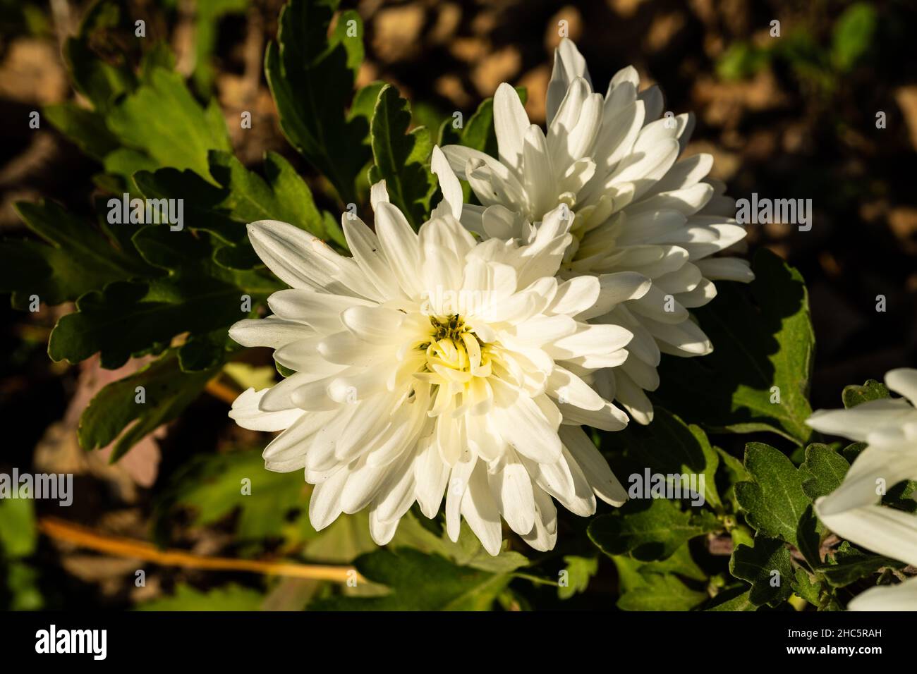 Close-up shot of white, flowering jasmine Stock Photo