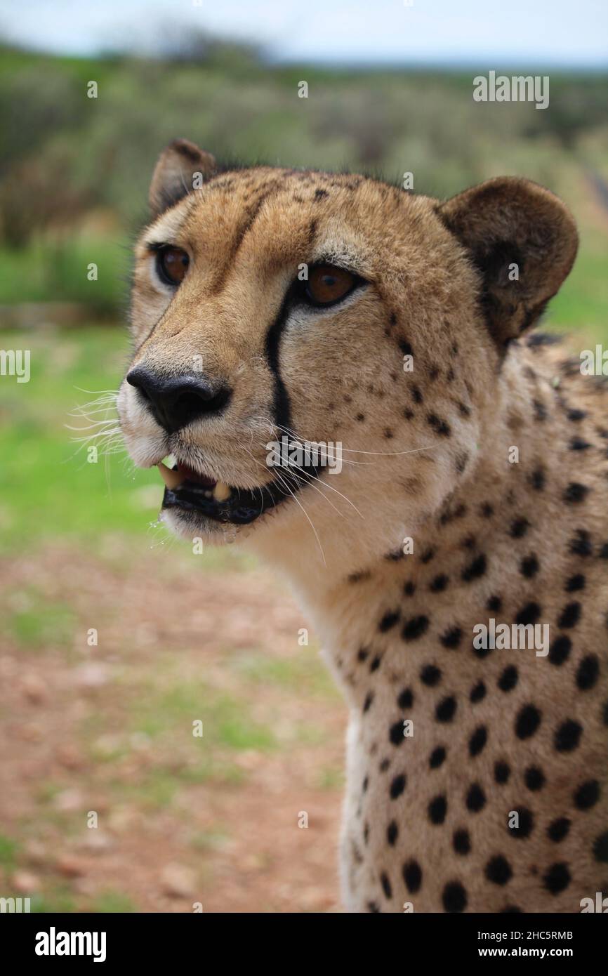 Close-up of cheetah with open mouth Stock Photo