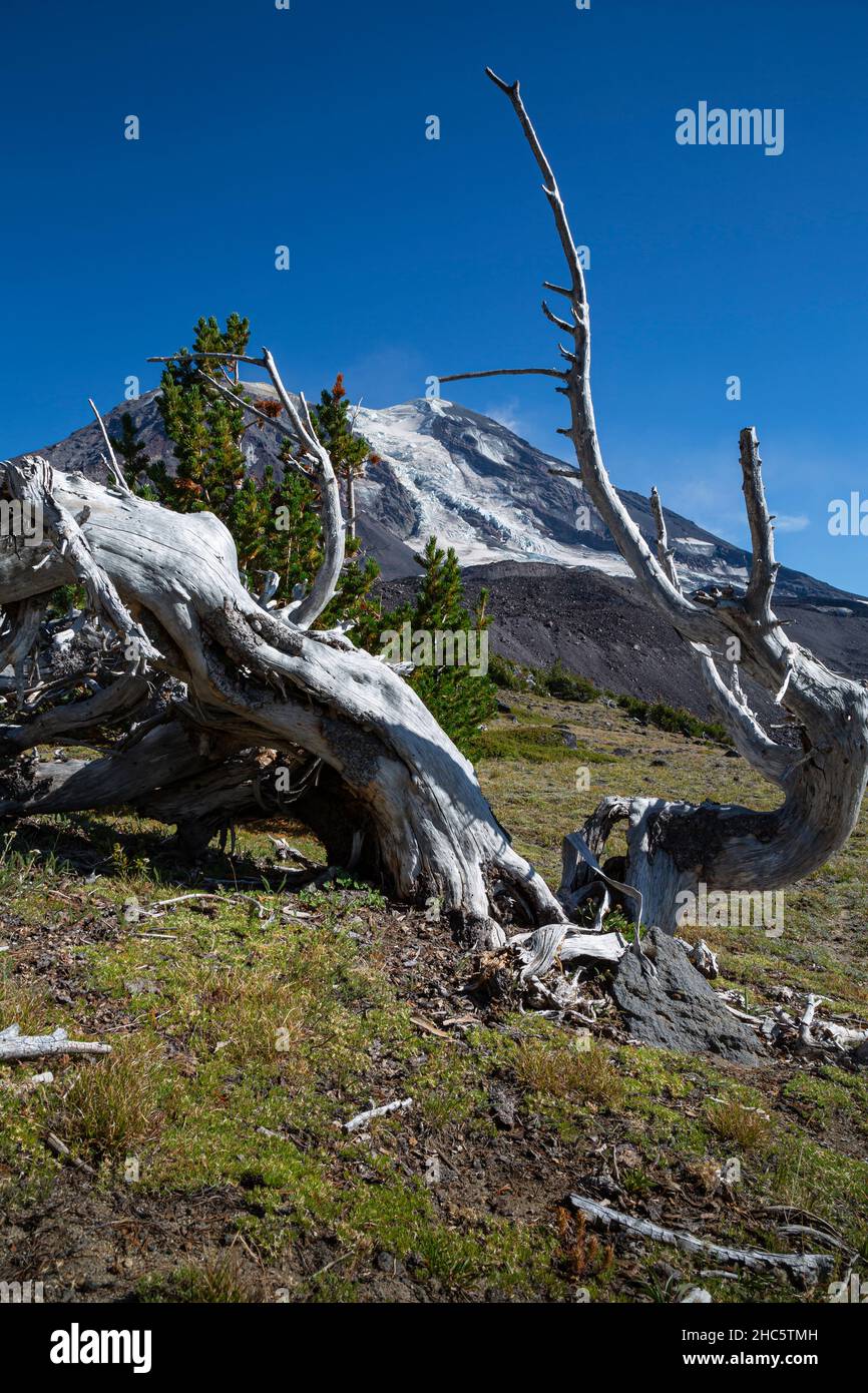 Tree skeleton hi-res stock photography and images - Alamy
