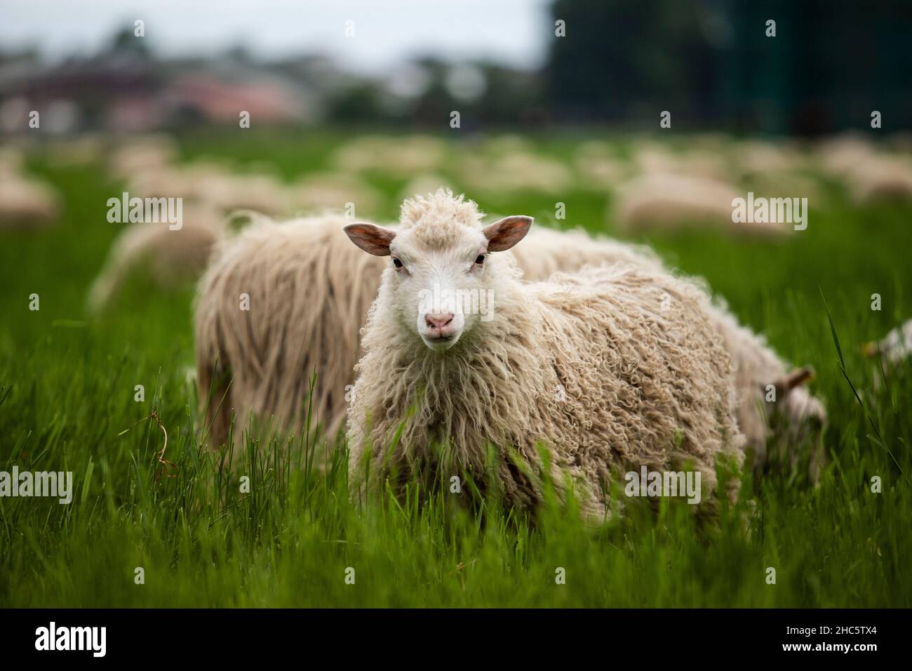 Shot of the sheep in the farm with blurred background Stock Photo - Alamy
