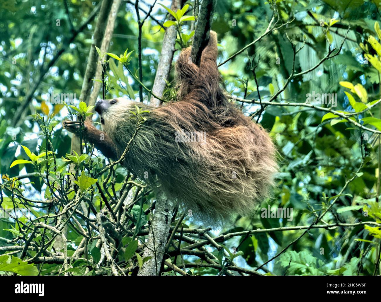 Hoffman’s two-toed sloth (Choloepus hoffmanni), Cahuita National Park, Costa Rica Stock Photo