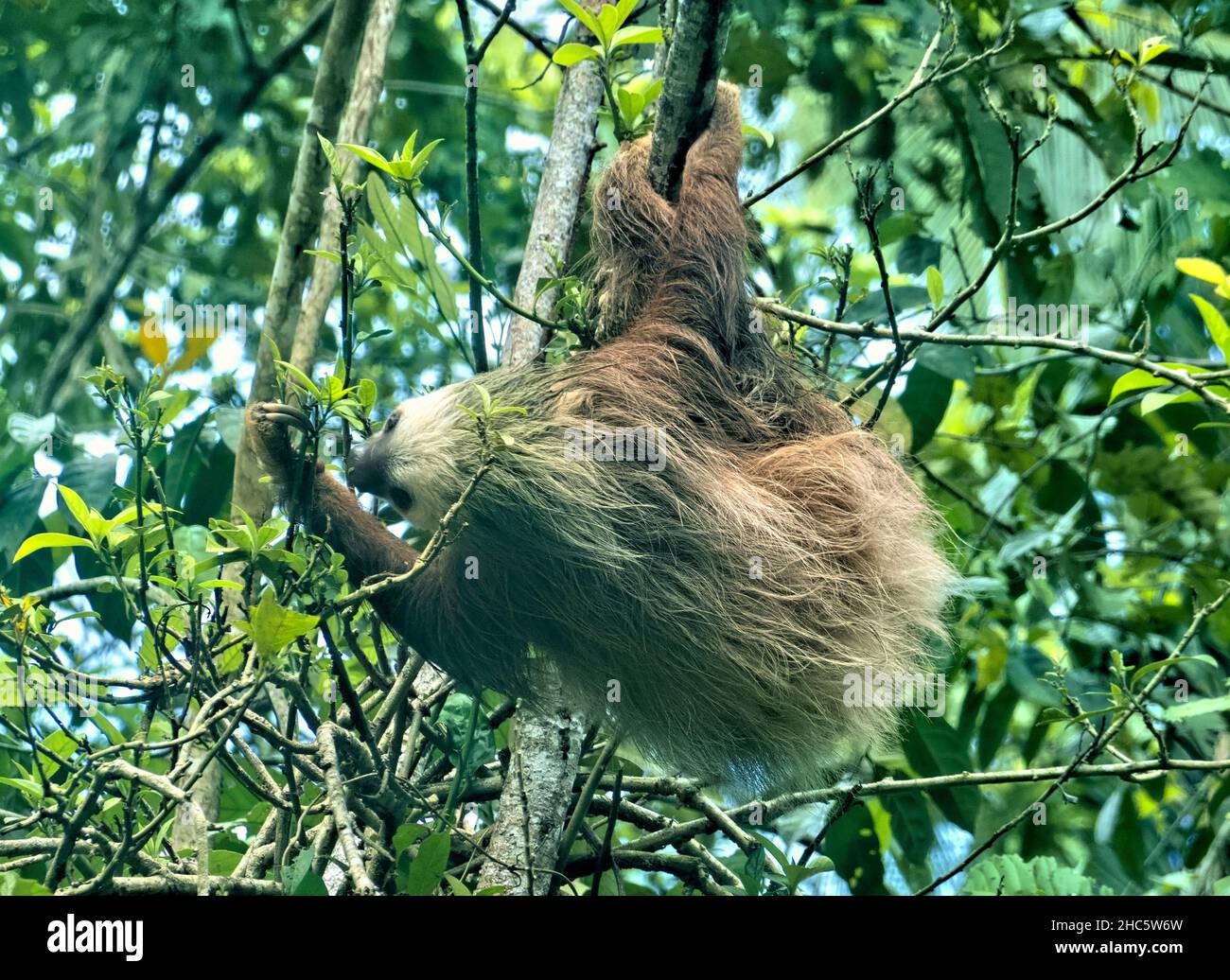 Hoffman’s two-toed sloth (Choloepus hoffmanni), Cahuita National Park, Costa Rica Stock Photo