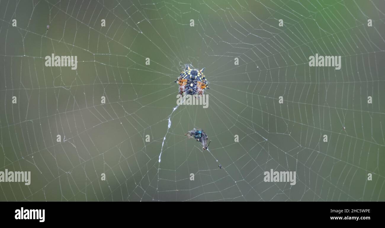Close Up of the Christmas Spider in Western Australia Stock Photo