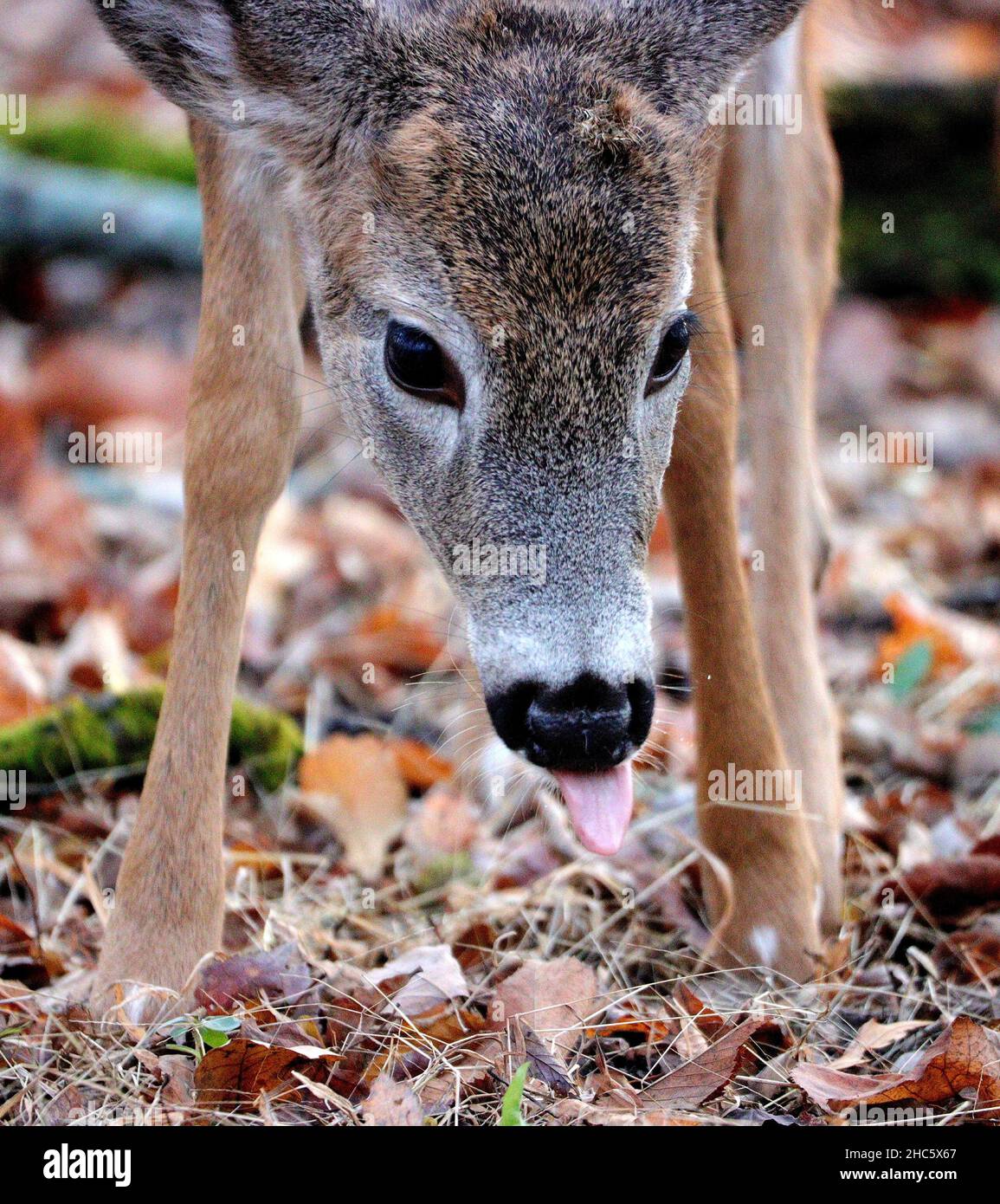 Portrait of a cute, brown deer Stock Photo