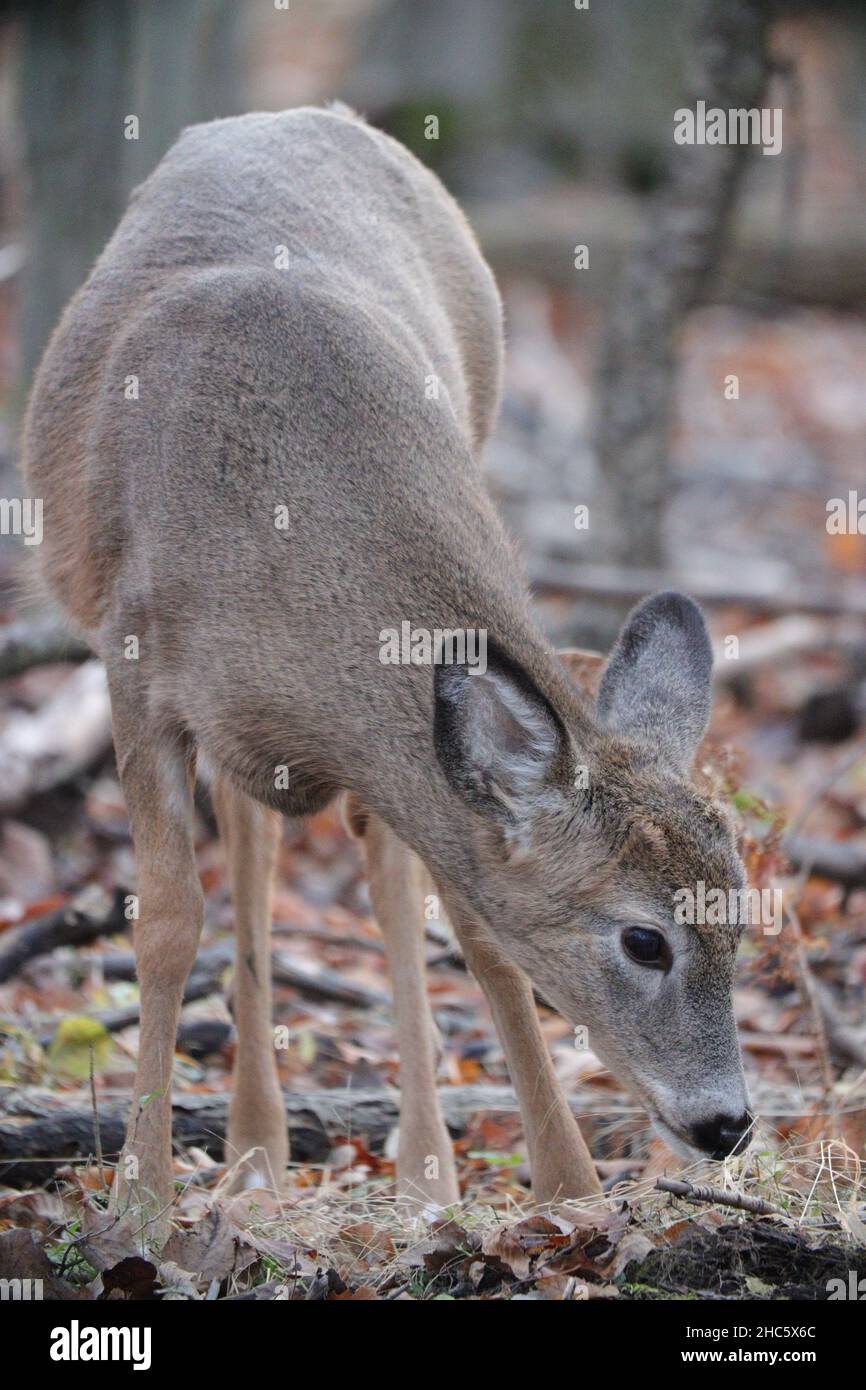 Vertical shotof a cute, brown deer with a blurred background Stock Photo
