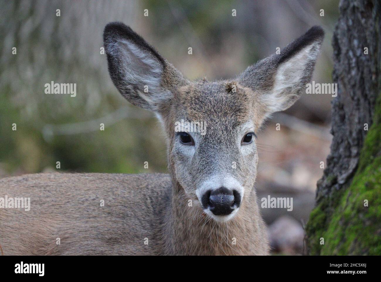 Portrait of a cute, brown deer with a blurred background Stock Photo