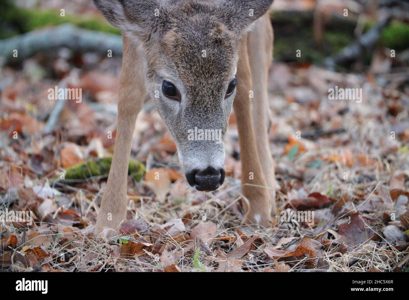 Portrait of a cute, brown deer Stock Photo
