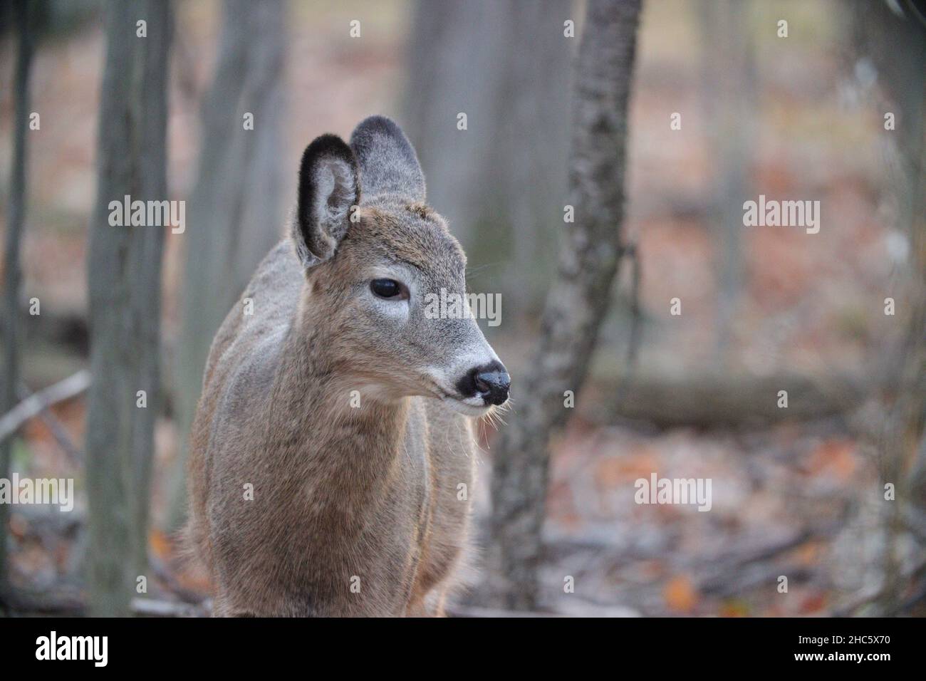 Portrait of a cute, brown deer with a blurred background Stock Photo