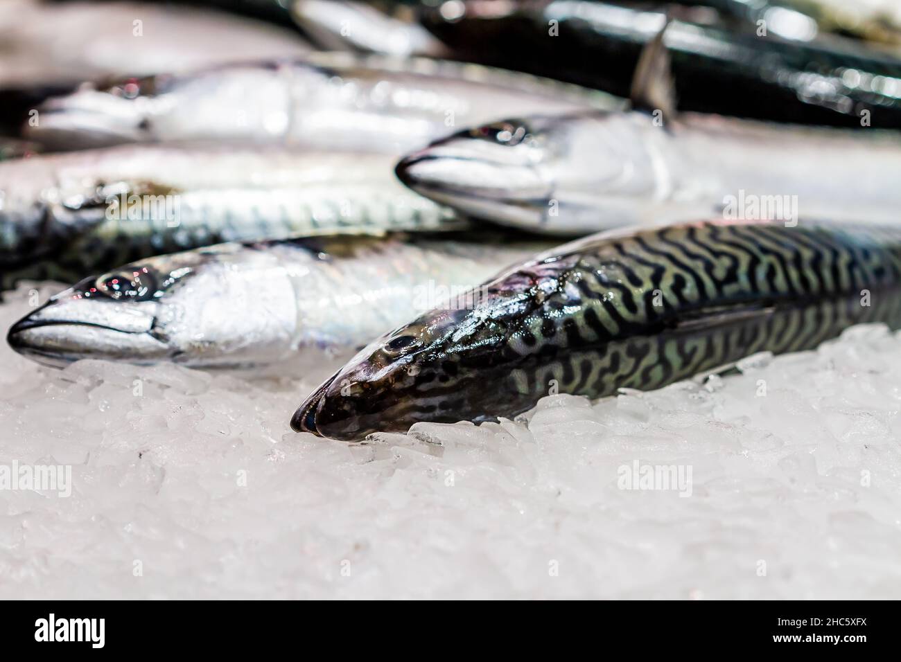 Fresh mackerel(Scomber scombrus) in ice in fishmonger's store of Boqueria market Stock Photo