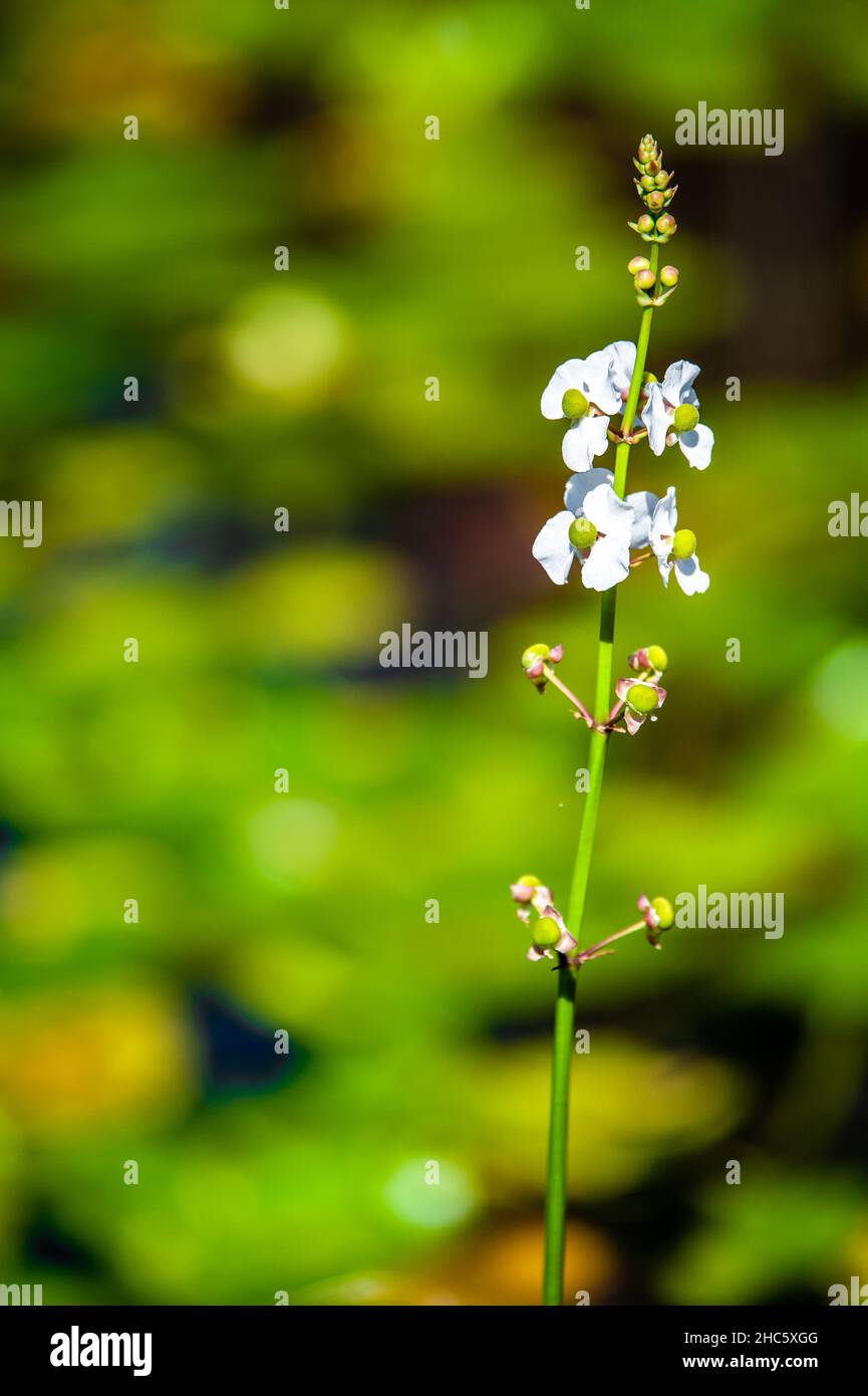 Beautiful close up shot bright hi-res stock photography and images - Alamy