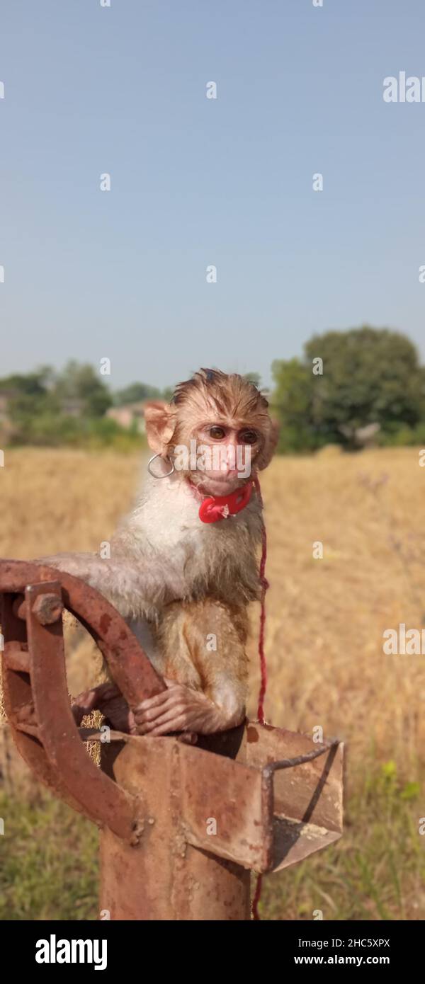 Rusted Monkey Vertical shot of a beautiful small monkey sitting on an old rusted ...