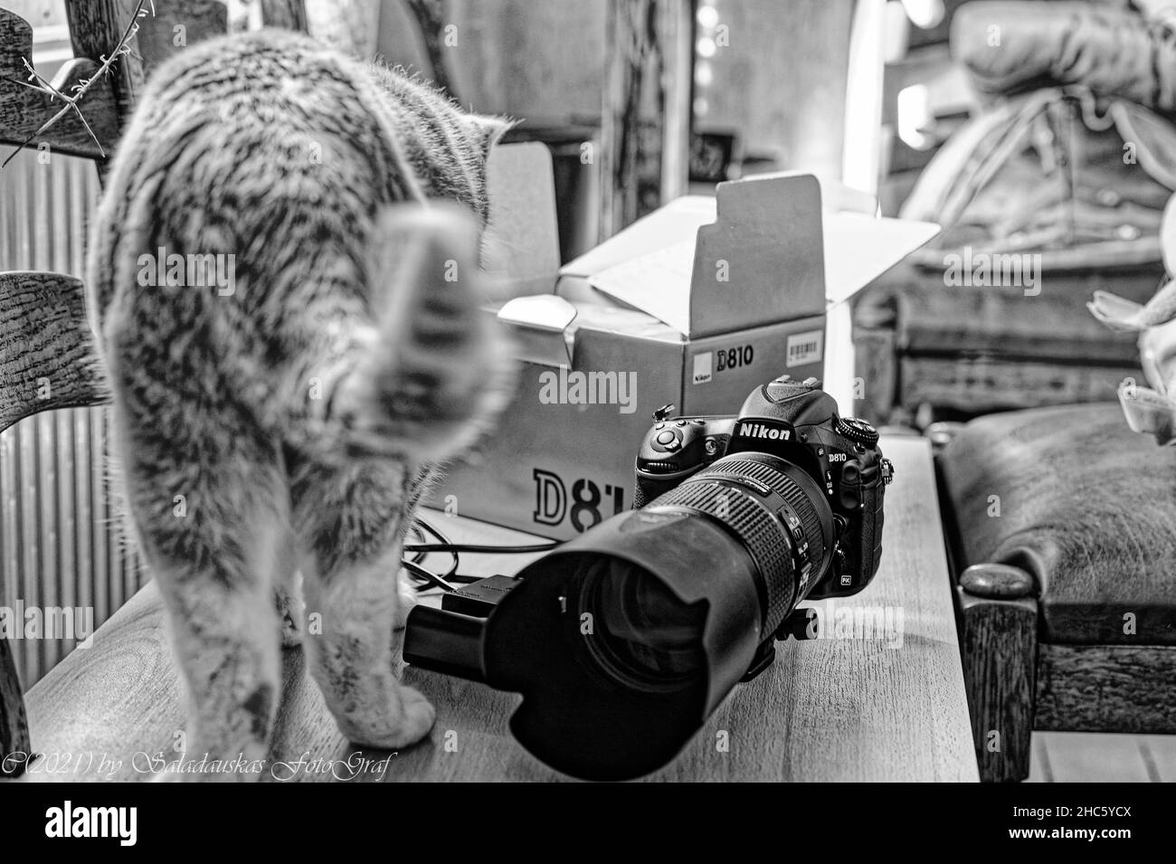 Cat von d hi-res stock photography and images - Alamy