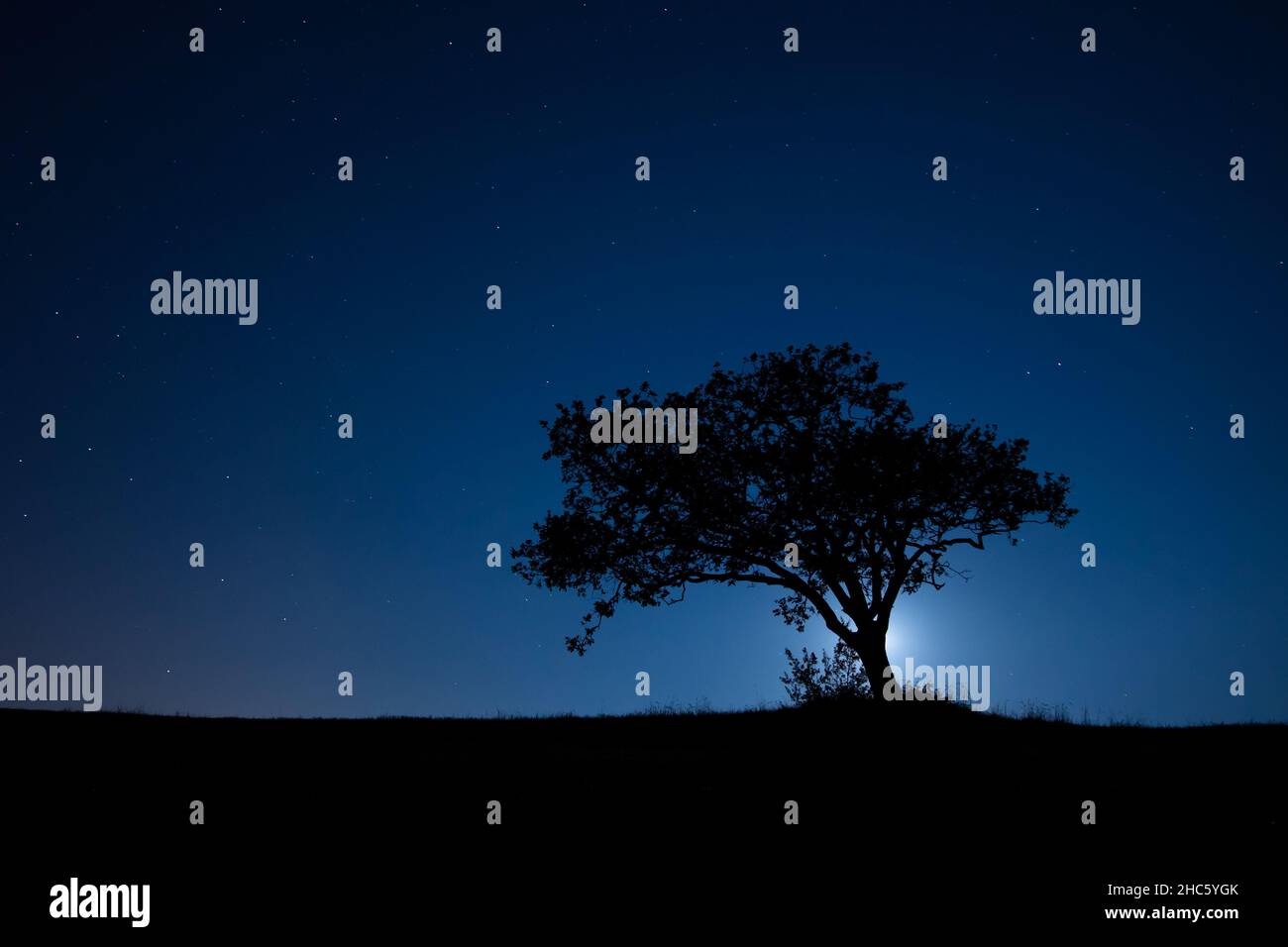 Summer landscapes lonely tree hi-res stock photography and images - Alamy