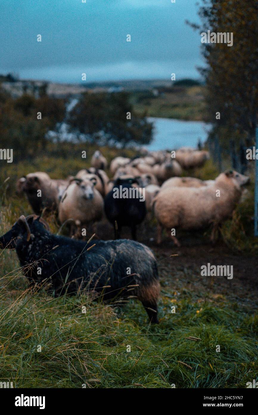 Icelandic sheep grazing in wilderness Stock Photo - Alamy