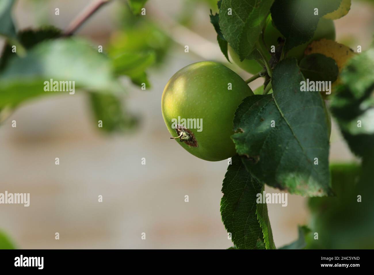Close up shot beautiful tree hi-res stock photography and images - Alamy