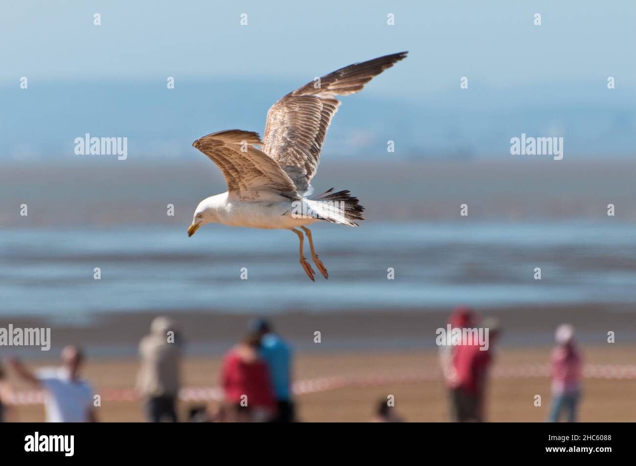 A gull hovering in the wind at a beach with people in the background. Stock Photo