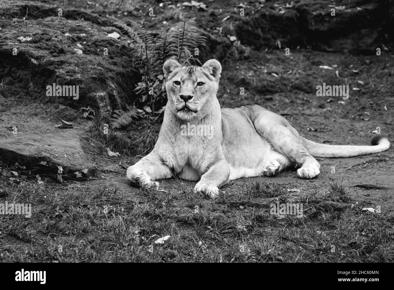 Gray-scale photo of a beautiful lioness sitting on the ground looking around Stock Photo