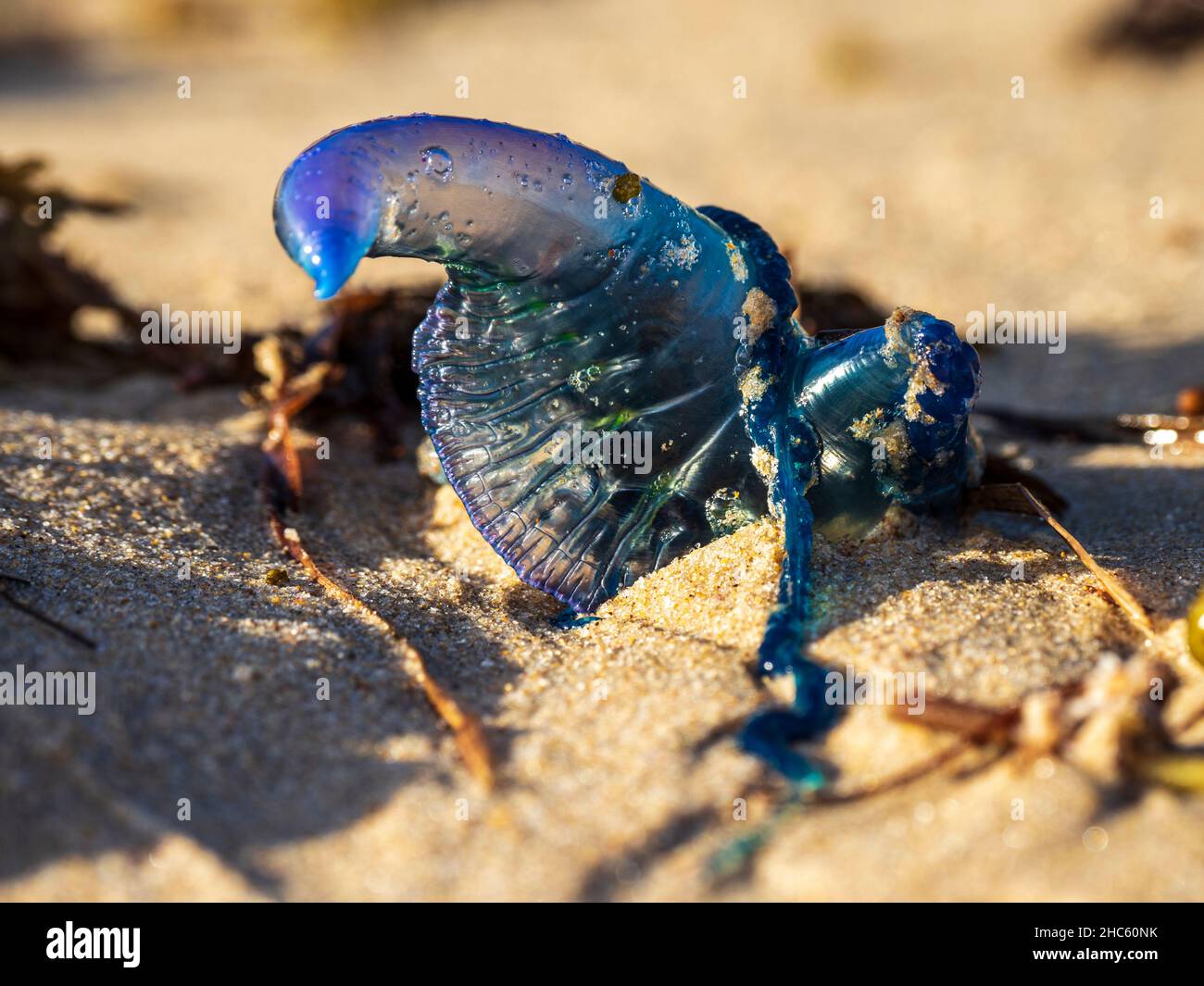 Portuguese man o war bluebottle man of war hi-res stock photography and ...