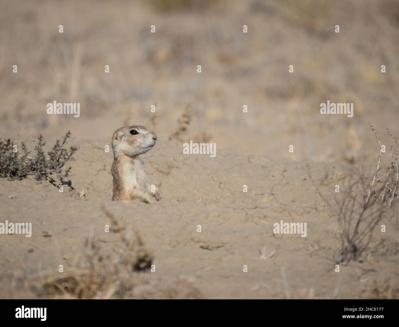 Gunnison's prairie dog standing in a burrow with only its head, chest, and arms visible. Photographed near Chaco Canyon, New Mexico. Stock Photo