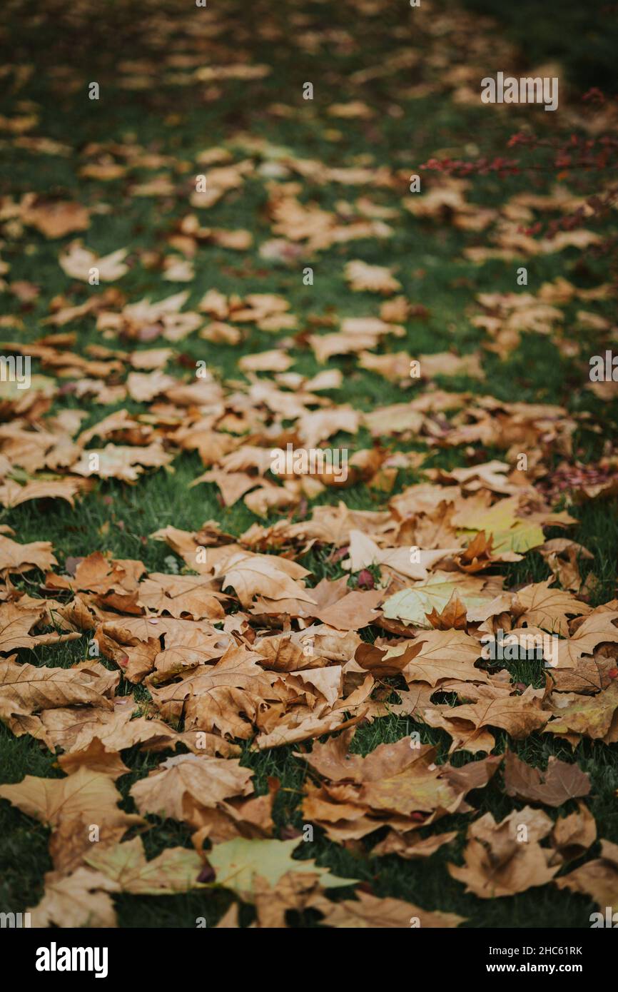 Dry autumn leaves on the ground in park Stock Photo - Alamy