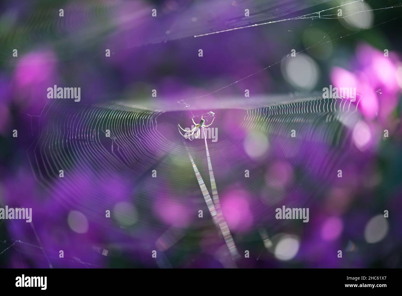 Selective focus shot of a spider on its web Stock Photo