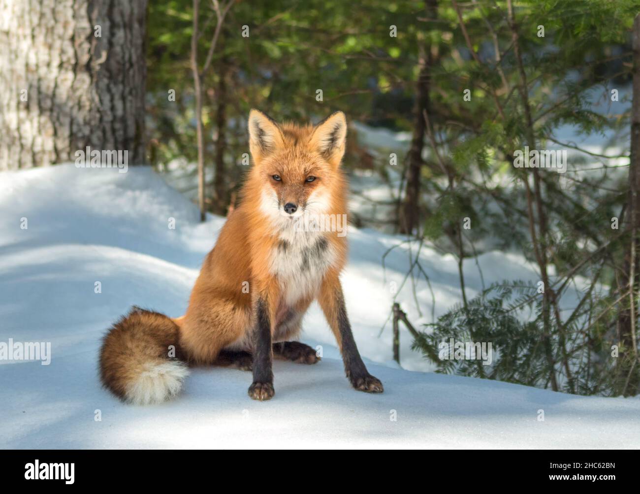 Red fox in the winter Algonquin Park in Canada Stock Photo - Alamy