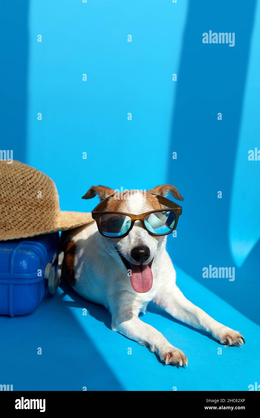 Cute dog breed Jack Russell Terrier in sunglasses lies with suitcase and straw hat isolated on blue studio background. Funny vacation and travel conce Stock Photo