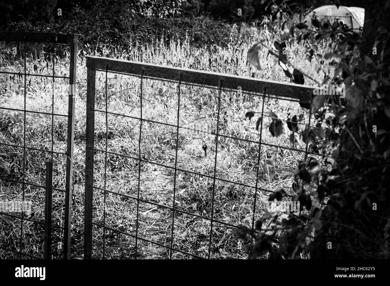 Closeup of a steel fence in a garden in greyscale Stock Photo - Alamy