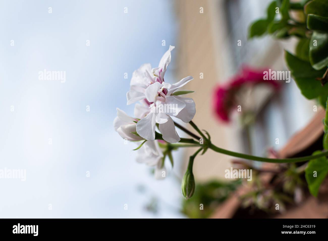 Flowers of ivy-leaved pelargonium in the blurred background Stock Photo