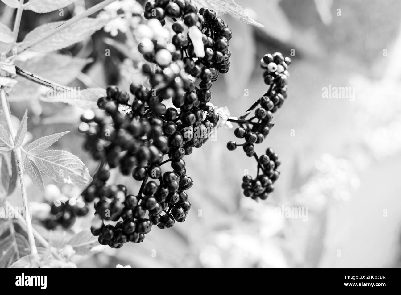 Macro greyscale of small blackberry plant shrubs in a garden Stock Photo