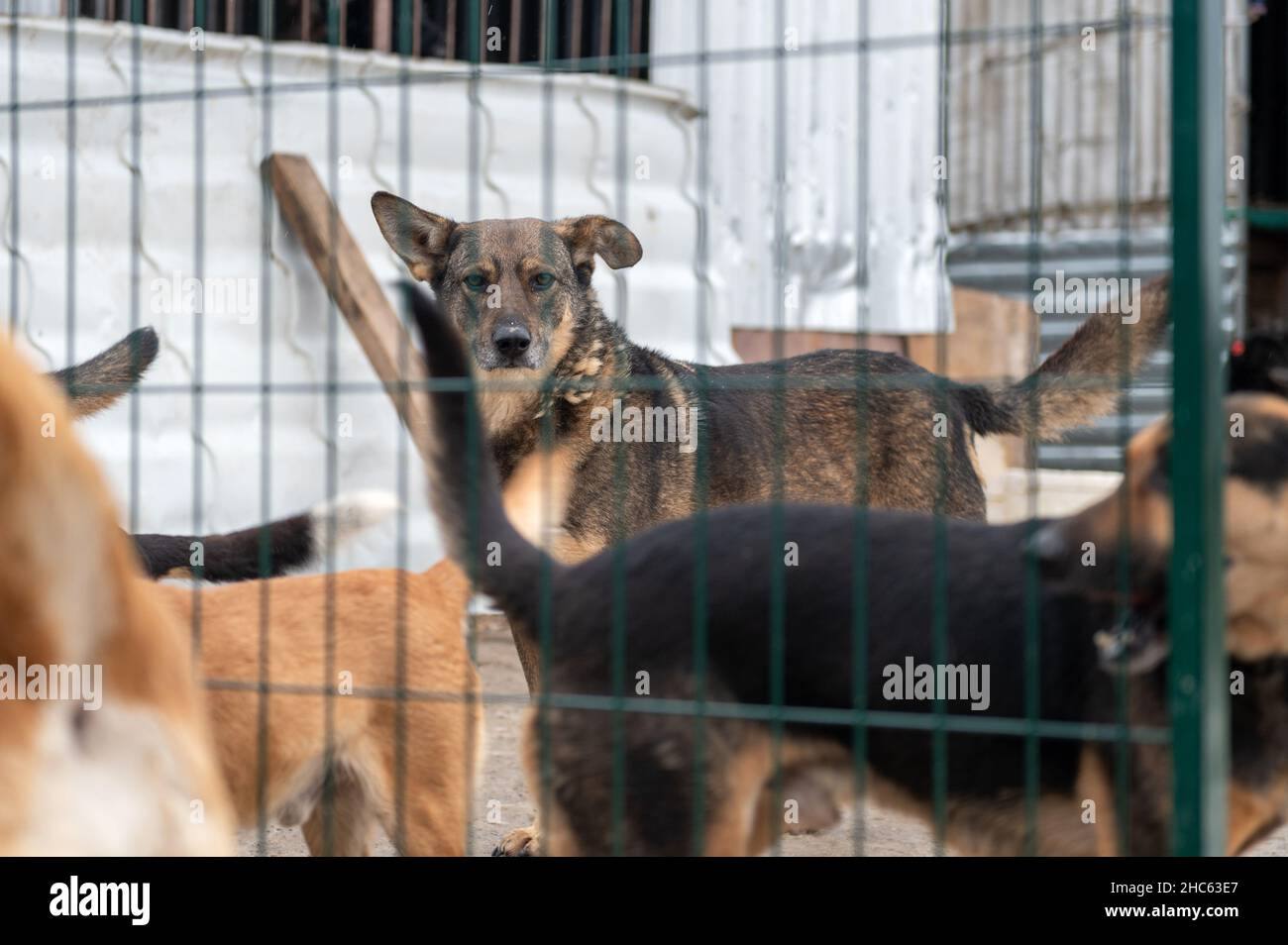 Dog at the shelter. Lonely dog in cage. Homeless dog behind the bars ...