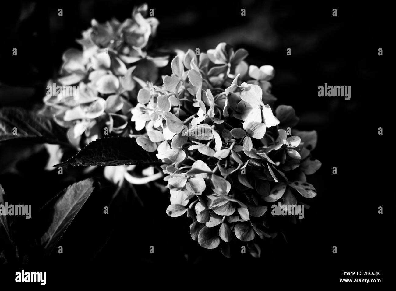 Grayscale shot of a bunch of French hydrangea flowers growing on the shrub Stock Photo