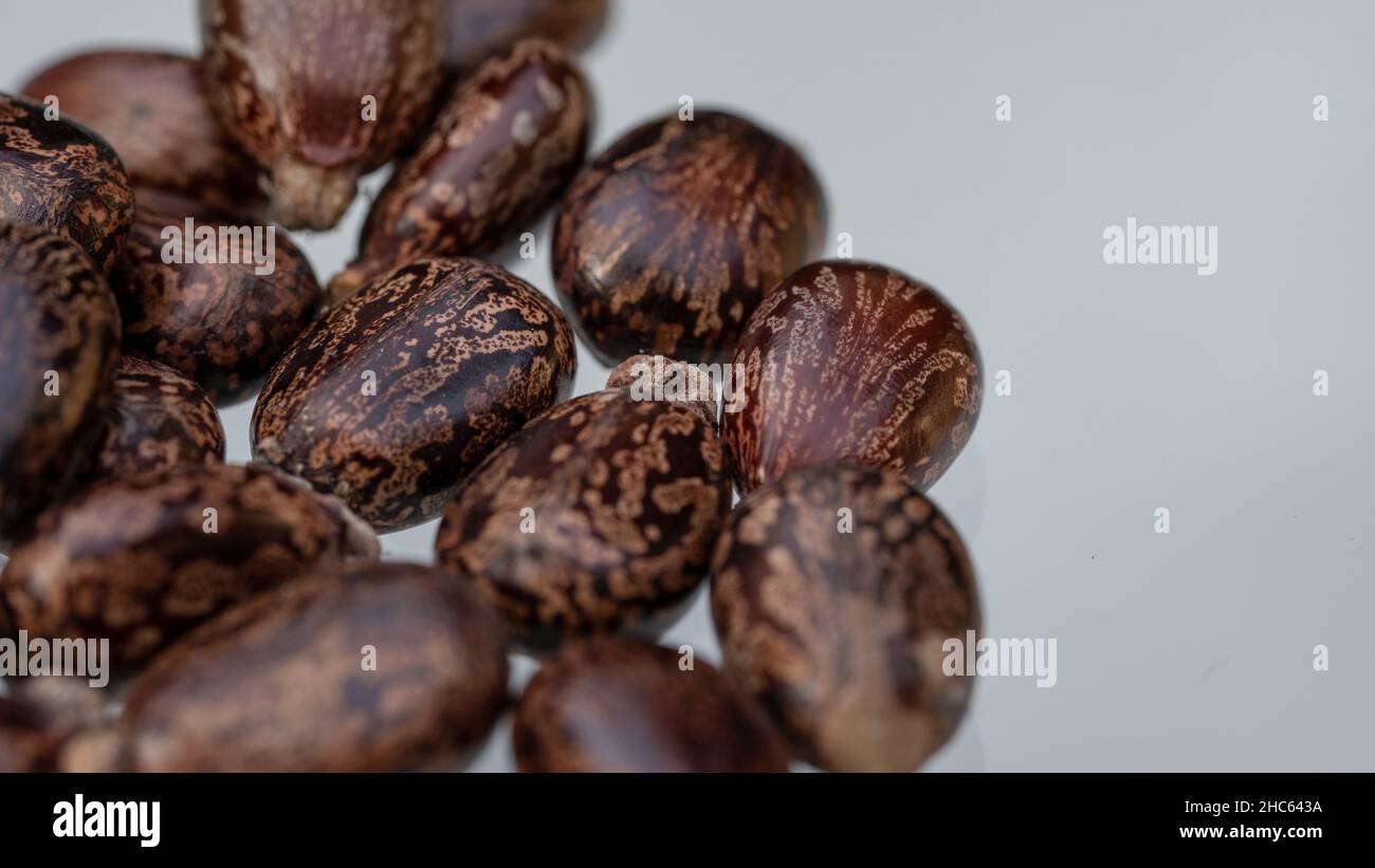 Castor oil seeds (Ricinus Communis) isolated on white background Stock Photo