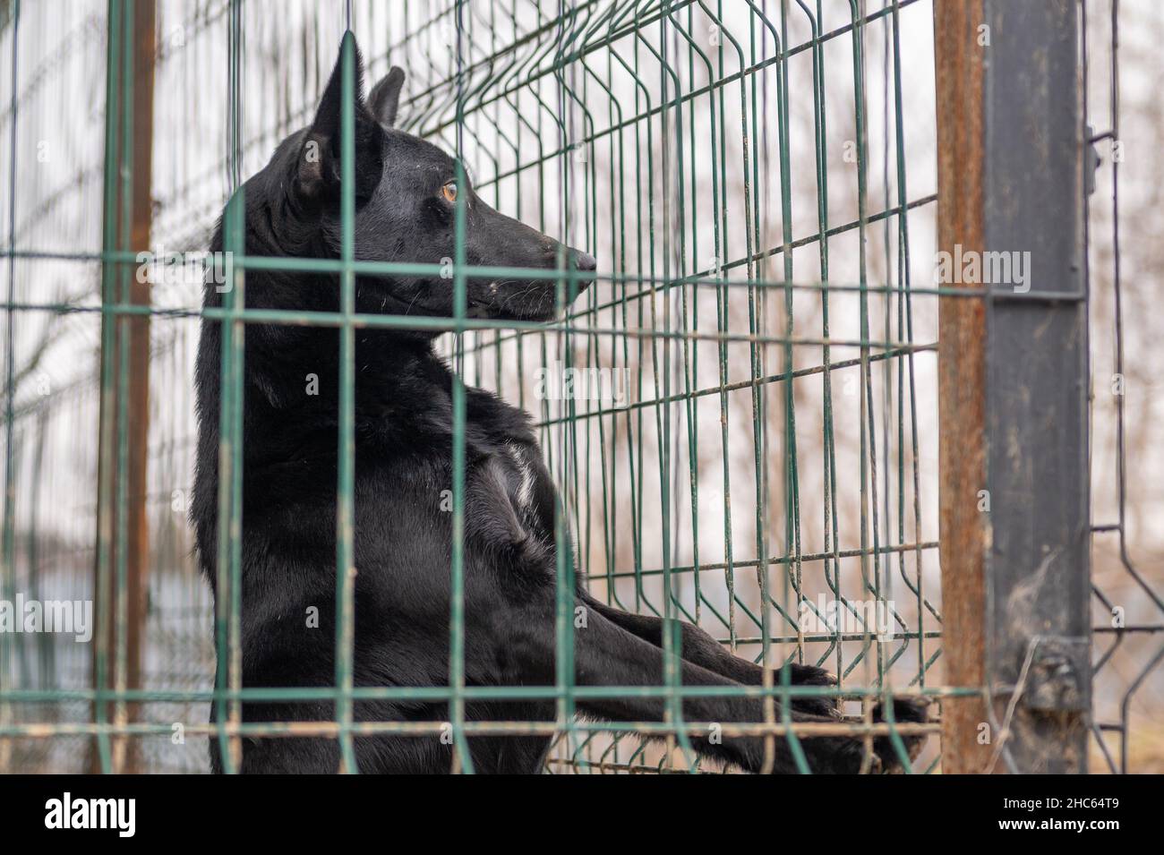 Homeless dog in a cage at a shelter. Homeless dog behind the bars looks ...