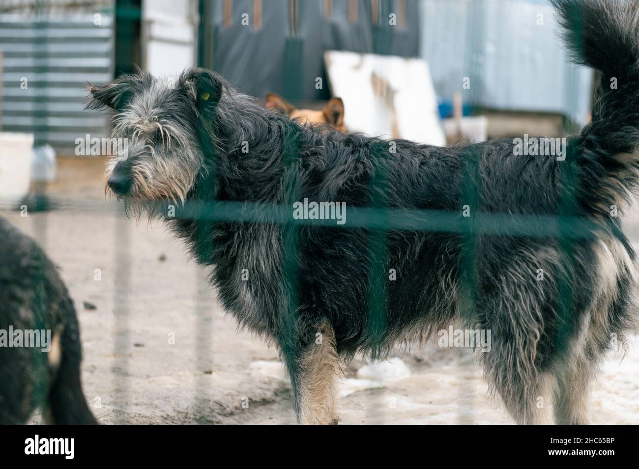 Dog at the shelter. Lonely dog in cage. Homeless dog behind the bars ...