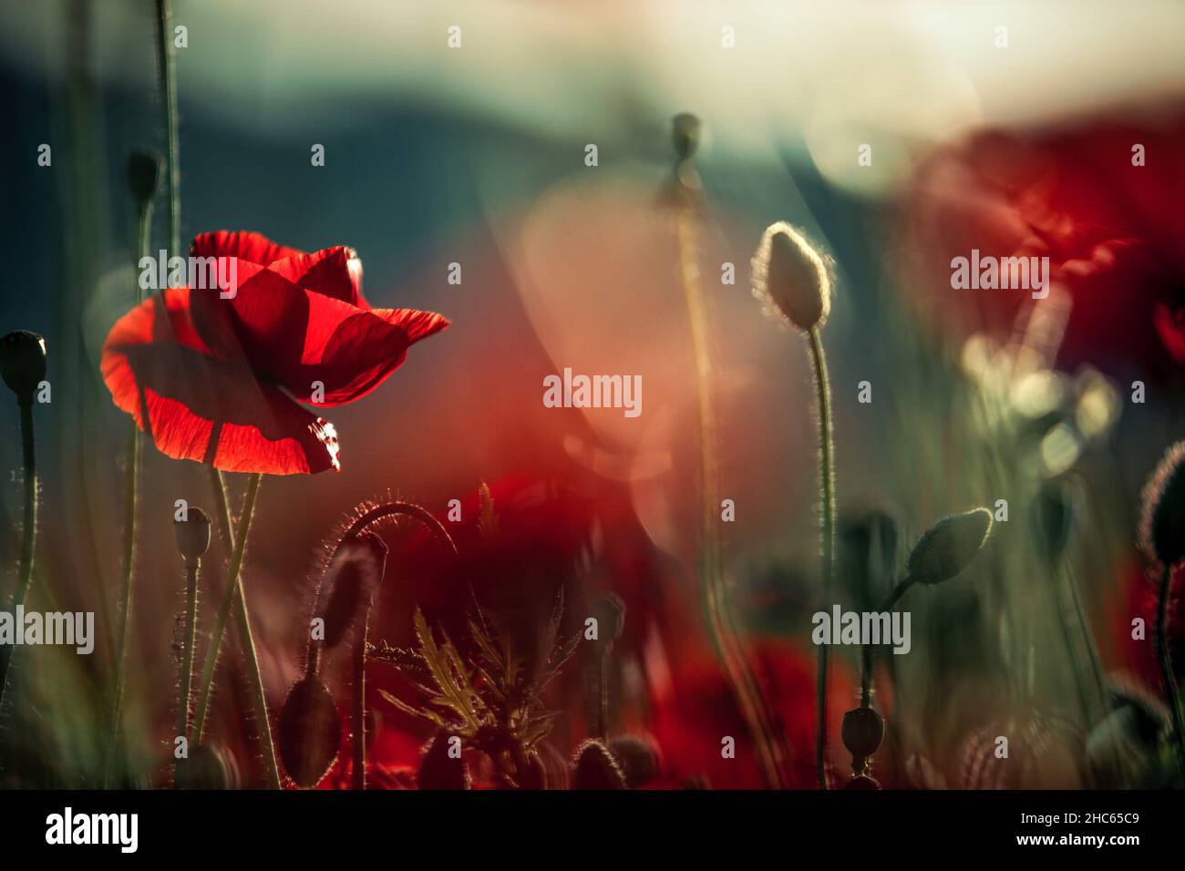 A vibrant summer poppy field in full bloom, with vivid red flowers ...