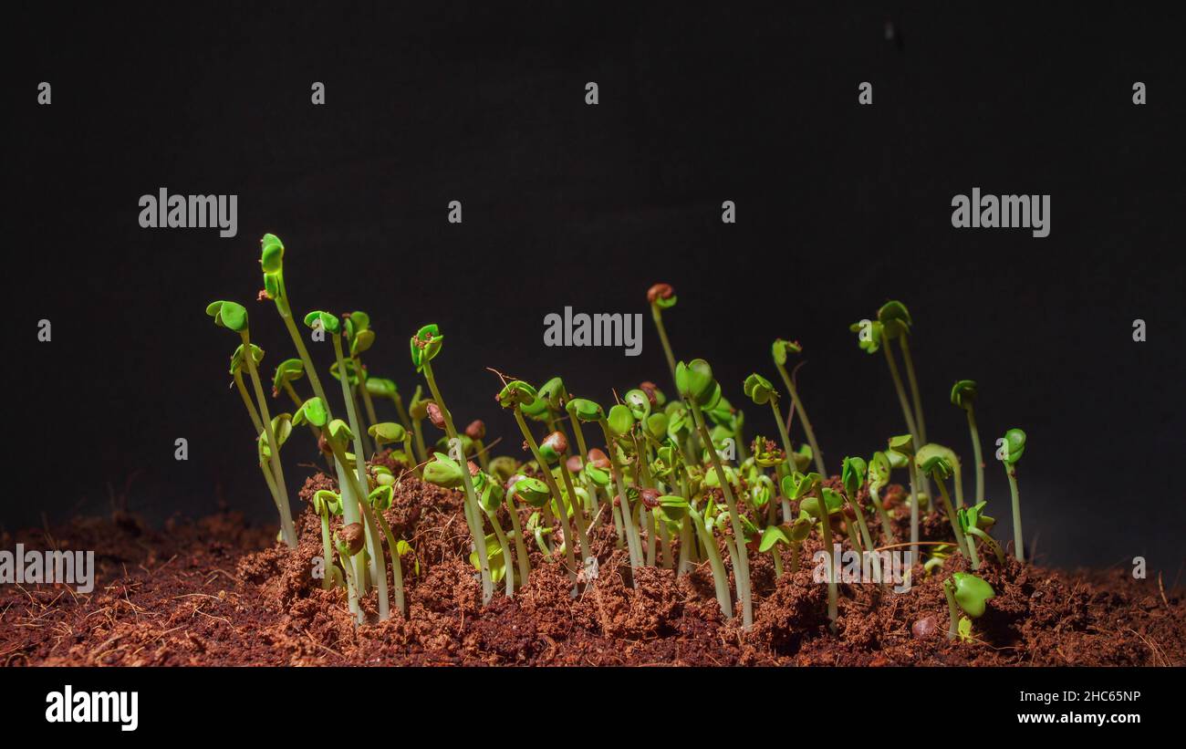Photo of radish daikon seed germination in dark Stock Photo Alamy