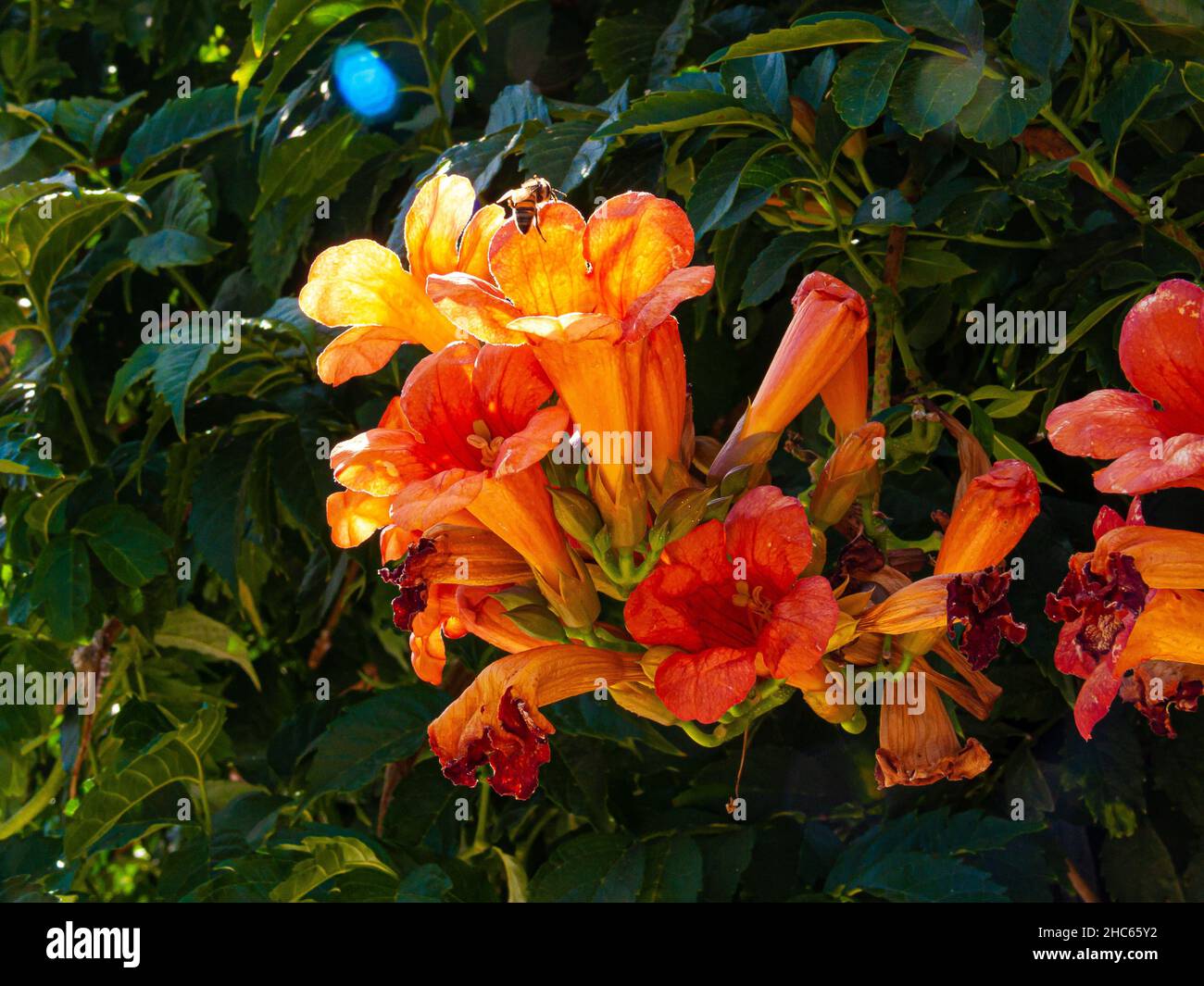 Shrub of Campsis radicans with bright trumpet-shaped flowers Stock Photo