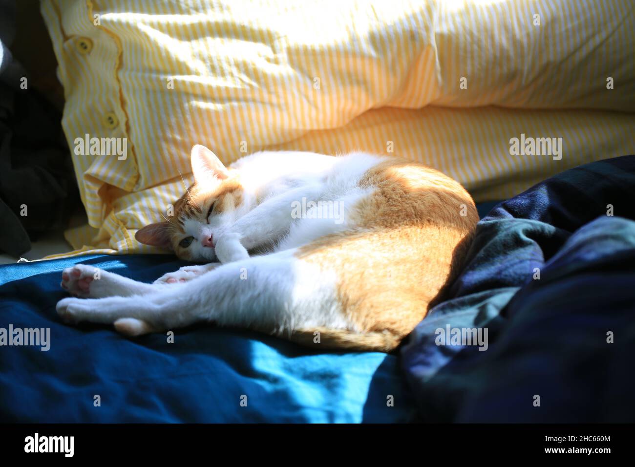 ginger cat lying on the bed Stock Photo