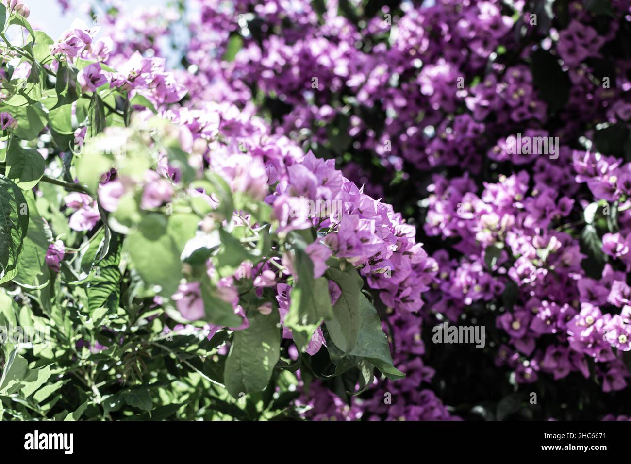 Closeup of pretty violet Hyacinth Bean flower plants in a garden under sunlight Stock Photo
