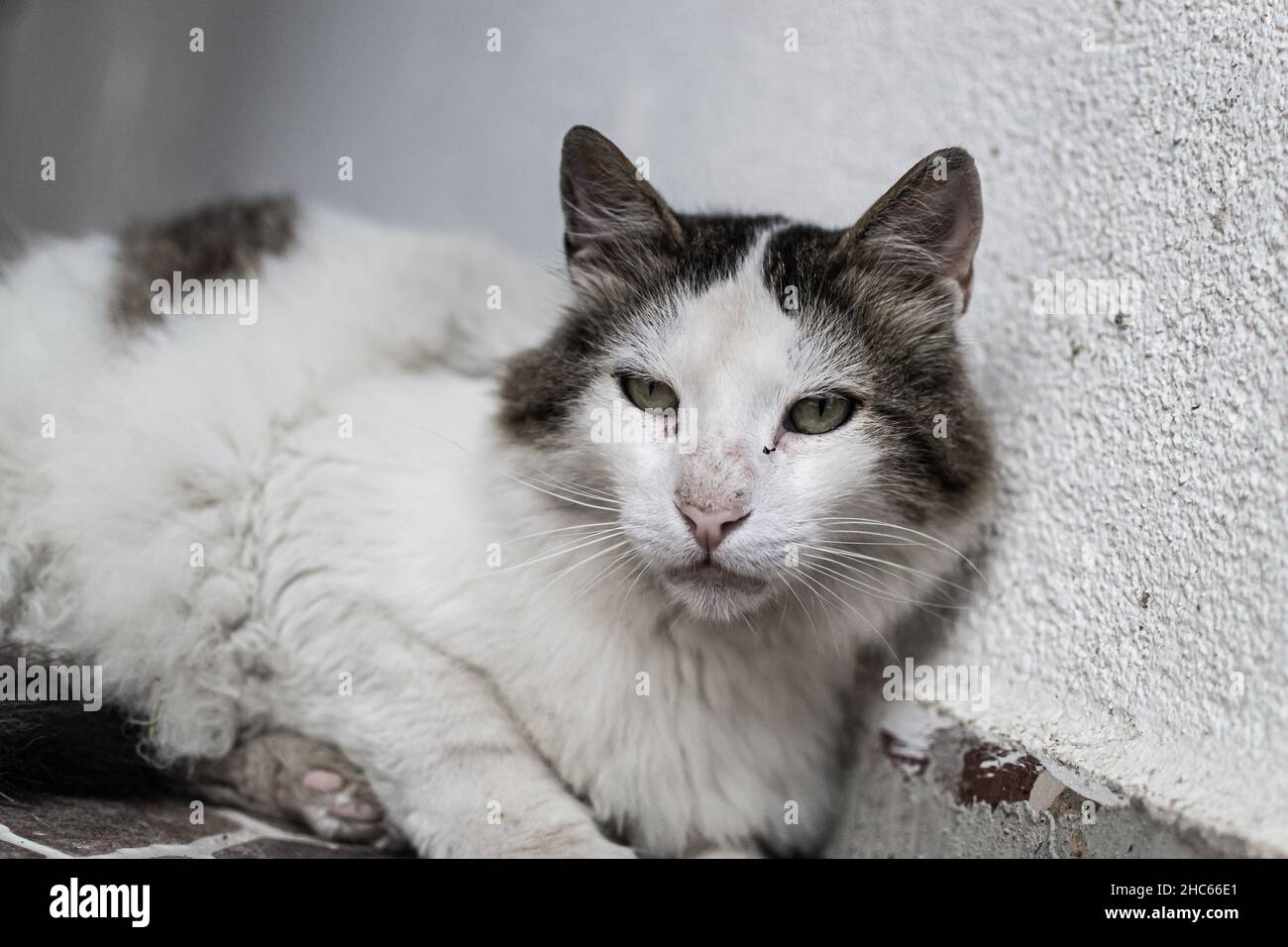 Closeup of an Anatolian cat laying on the ground in the streets Stock Photo