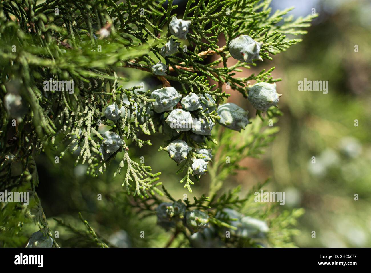 Branches of a Chinese thuja tree Stock Photo